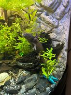 Axolotl, Overige typen, Zoetwatervis