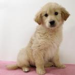 Golden Retriever - pups te koop, Dieren en Toebehoren, Golden retriever, 15 weken tot 1 jaar, Handelaar, Buitenland