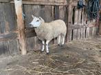 Zeer groot ooilam, Dieren en Toebehoren, Schapen, Geiten en Varkens, Vrouwelijk, Schaap, 0 tot 2 jaar