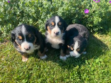 Chiots de montagne bernois, Autres races, Plusieurs, Parvovirose, Belgique