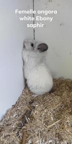 chinchilla's, Dieren en Toebehoren, April, Vrouwelijk, Chinchilla