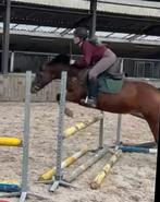 Drachtige New Forest D pony van Sunday JM (Ermitage Kalone), Dieren en Toebehoren, Merrie, B, Gechipt, Springpony