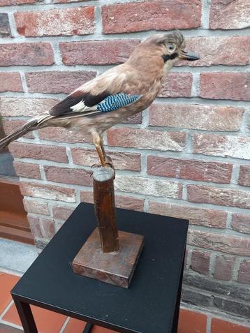 Taxidermie Vlaamse gaai beschikbaar voor biedingen