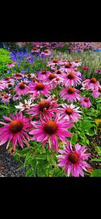Prachtige Euchinacea , purpurea plantjes, Tuin en Terras, Ophalen, Vaste plant, Volle zon