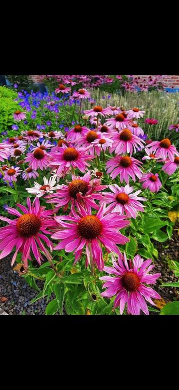 Prachtige Euchinacea , purpurea plantjes beschikbaar voor biedingen