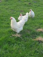 Broedeieren poule de bresse gauloise blanche uit bressestree, Dieren en Toebehoren, Pluimvee