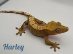 Wimper gekko man, Dieren en Toebehoren, Reptielen en Amfibieën, Overige soorten, Tam, 0 tot 2 jaar