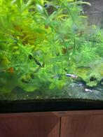 Guppy