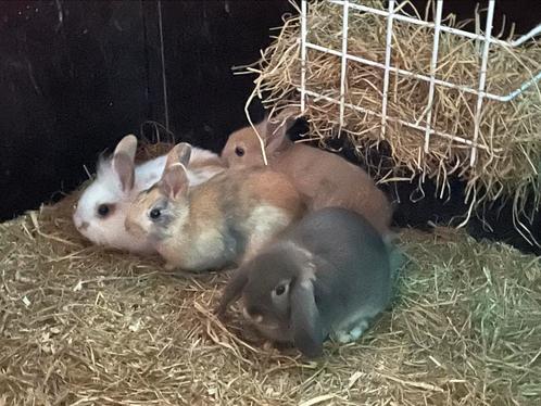 Verschillende soorten konijntjes, Dieren en Toebehoren, Knaagdieren