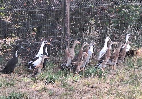Loopeenden, kippen en hanen, Dieren en Toebehoren, Pluimvee