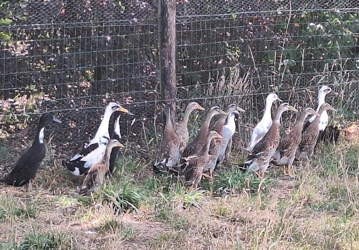 Loopeenden, kippen en hanen, Dieren en Toebehoren, Pluimvee