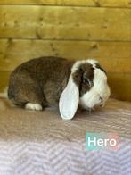 TER ADOPTIE. Gecastreerde gevaccineerde ram, Dieren en Toebehoren, Konijnen, Groot
