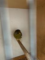 Gloster kanaries, Animaux & Accessoires, Oiseaux | Canaris