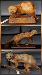 opgezette dieren, Ophalen, Zo goed als nieuw, Overige soorten, Overige typen