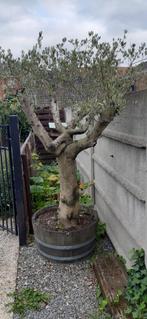 Olijf boom, Tuin en Terras, Herfst, 100 tot 250 cm, Olijfboom, Ophalen