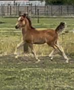 Welsh pony Sectie C hengstveulen, Dieren en Toebehoren, Pony's, Gechipt, 0 tot 2 jaar, Hengst, C pony (1.27m tot 1.37m)