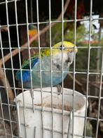 Palliceps mâle, Animaux & Accessoires, Oiseaux | Perruches & Perroquets, Mâle