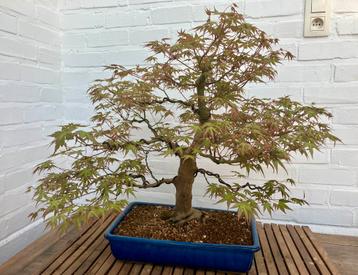 Bonsai acer palmatum beschikbaar voor biedingen