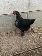 Jonge haan, Dieren en Toebehoren, Pluimvee