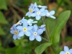 Myosotis - rocailles - parterres - 2 plantes pour 1 euro., Bodembedekkers, Vaste plant, Ophalen of Verzenden, Halfschaduw
