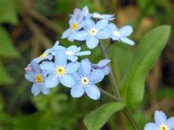 Myosotis - rocailles - parterres - 2 plantes pour 1 euro. beschikbaar voor biedingen