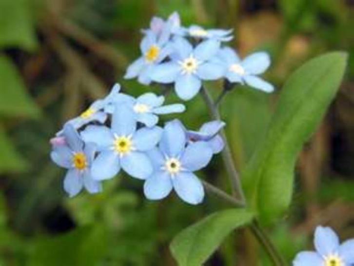 Myosotis - rocailles - parterres - 2 plantes pour 1 euro., Tuin en Terras, Planten | Tuinplanten, Vaste plant, Bodembedekkers