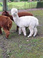 Mooie witte alpaca hengst, Animaux & Accessoires, Moutons, Chèvres & Cochons, Mâle, 0 à 2 ans