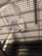 Te koop 2 mannen grasparkieten, Dieren en Toebehoren, Vogels | Parkieten en Papegaaien, Tam