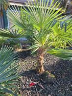palmbomen, Tuin en Terras, Planten | Bomen, Lente, 100 tot 250 cm, Palmboom, Ophalen