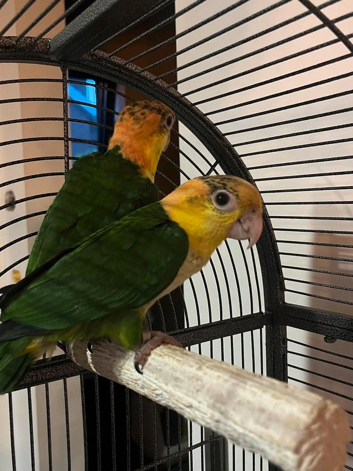 Heel mooi koppel groendij caique, Dieren en Toebehoren, Vogels | Parkieten en Papegaaien, Papegaai, Meerdere dieren, Geringd