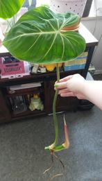 2 Philodendron Gloriosum stek / cutting, Huis en Inrichting, Kamerplanten, Ophalen, Overige soorten, Halfschaduw, Minder dan 100 cm