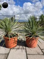 Yucca Rostrata 60/70 cm hoog, Tuin en Terras, Ophalen