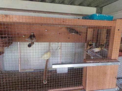 Jonge kanaries, Dieren en Toebehoren, Vogels | Kanaries