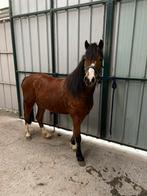 Welsh A merrie 4 jaar, Merrie