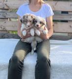 Prachtige border collie pups op zoek naar een gouden mandje, Dieren en Toebehoren, Honden | Herdershonden en Veedrijvers, België