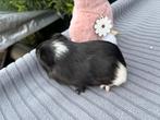 Cavia beertje gladhaar, Dieren en Toebehoren, Cavia, Mannelijk, Juli, Tam