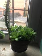 Twee planten, Ophalen