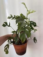 Raphidophora tetrasperma, Huis en Inrichting, Kamerplanten, Ophalen
