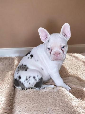 franse bulldog pups,reu