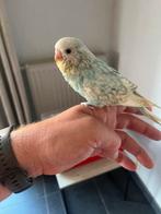 Jonge tamme grasparkiet, Dieren en Toebehoren, Vogels | Parkieten en Papegaaien, Parkiet, Tam
