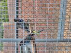 3 zwarte rosella en 1 zwart bonte rosella, Dieren en Toebehoren