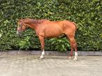 Leuke allround merrie, Dieren en Toebehoren, Paarden, Merrie, Gechipt, Zadelmak, 3 tot 6 jaar