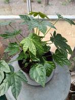 Fatsia Japonica, Tuin en Terras, Ophalen, Halfschaduw