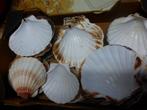73 Natuurlijke coquilles voor koken en decoreren, Ophalen of Verzenden, Nieuw