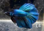Betta mannen, Dieren en Toebehoren, Vissen | Aquariumvissen, Vis, Zoetwatervis