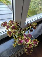 Siernetel Coleus inky fingers, Huis en Inrichting, Kamerplanten, Ophalen