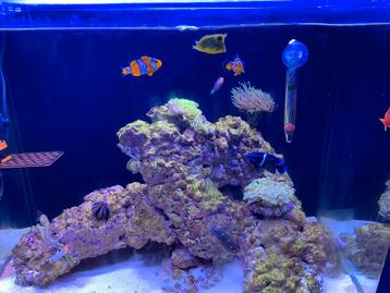Compleet zee aquarium 120 liter met kast te koop beschikbaar voor biedingen
