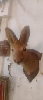 Taxidermie hindekop, Antiek en Kunst, Curiosa en Brocante, Ophalen of Verzenden