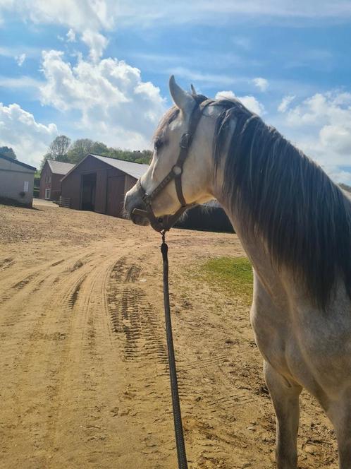 Arabisch Volbloed ruin, Dieren en Toebehoren, Paarden, Ruin, Zadelmak, 160 tot 165 cm, 3 tot 6 jaar, Recreatiepaard, Met stamboom