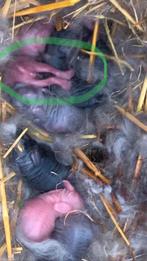 Zuivere franse hangoorkonijnen, lijn blauwe ogen, Dieren en Toebehoren, Konijnen, Meerdere dieren, Middelgroot, Hangoor, 0 tot 2 jaar